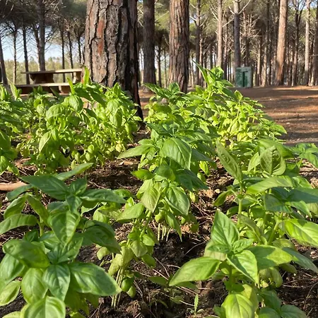 Szálloda Basecamping Pula