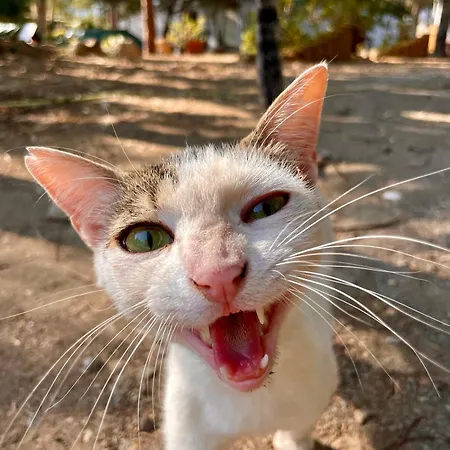 Basecamping Pula Szálloda *