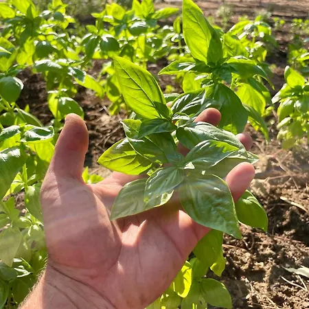 Basecamping Pula * Is Morus