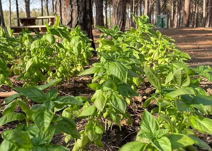 Hotel Basecamping Pula