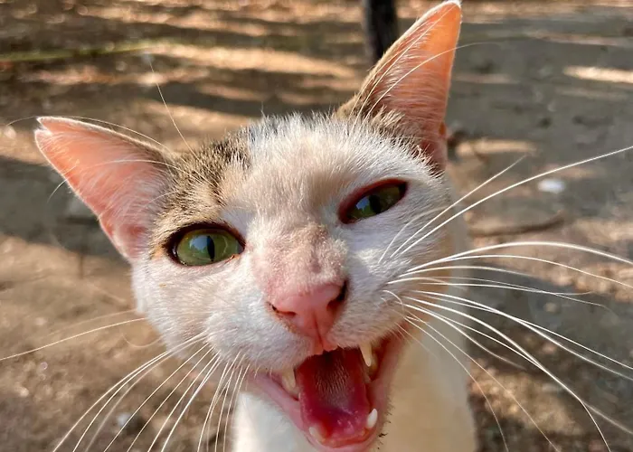 Basecamping Pula Hotel *