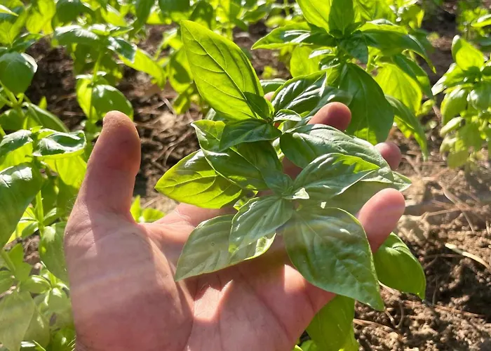 Basecamping Pula * Is Morus